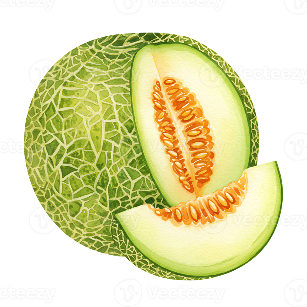 A vibrant depiction of a cantaloupe with slices revealing its juicy interior and textured rind design on transparent background png
