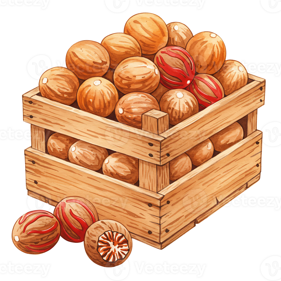 A Watercolor crate filled with nutmegs some with red mace and some nutmegs placed outside the crate too on transparent background png