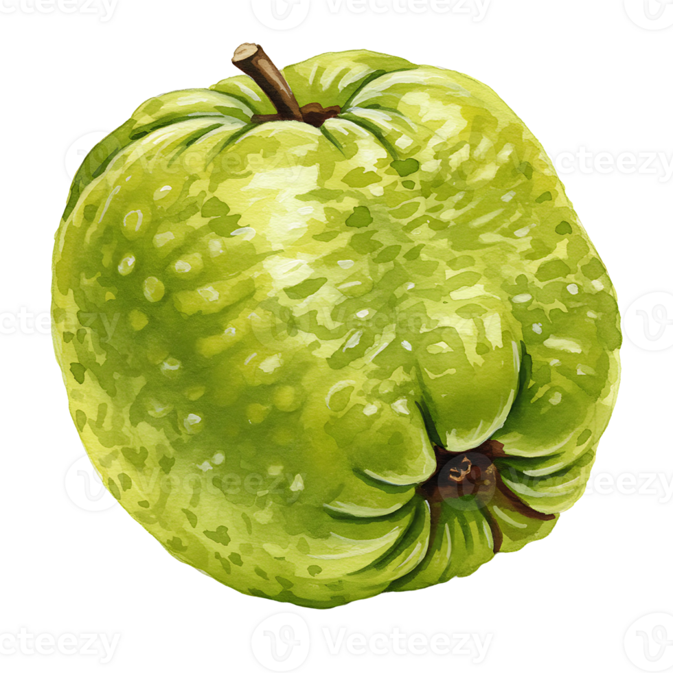 A Watercolor guava fruit with a stem presented on a plain setting in a watercolor style painting art on transparent background png