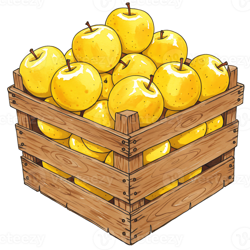 A Watercolor crate filled to the brim with a large quantity of ripe golden delicious apples inside of the crate on transparent background png
