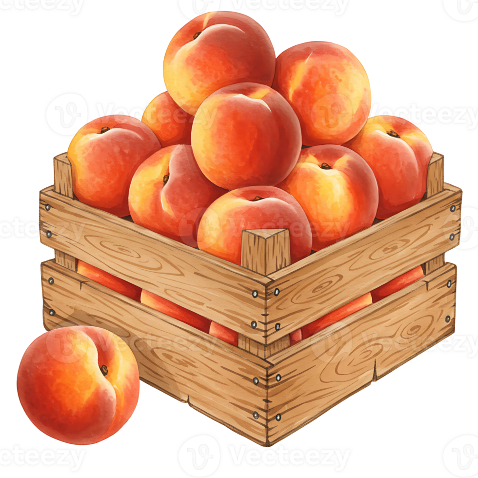 A Watercolor crate filled with ripe peaches and one peach resting beside it on a transparent surface on transparent background png