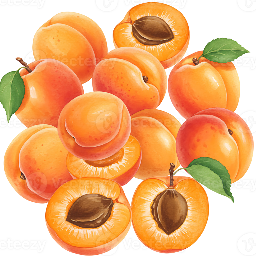 A Watercolor of apricots with some cut in half showing the seed and some with leaves attached too 100 on transparent background png