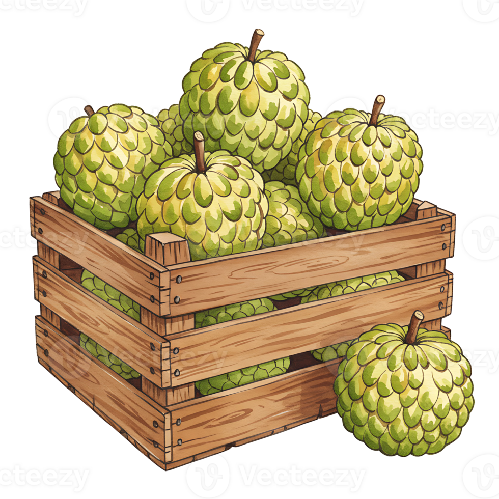 A Watercolor crate filled with custard apples and one sitting outside the crate near the corner side on transparent background png