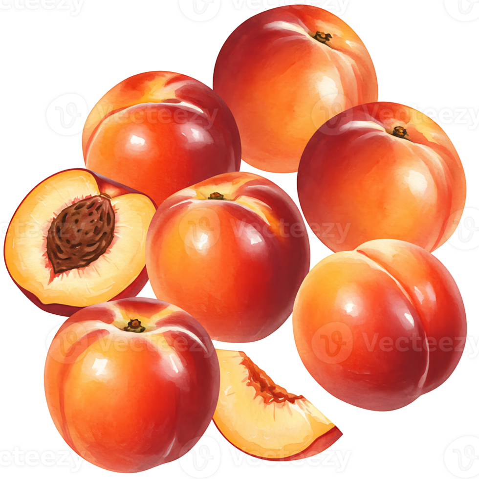 A Watercolor of peaches with a peach cut in half showing the pit and a peach slice on a plain backdrop on transparent background png