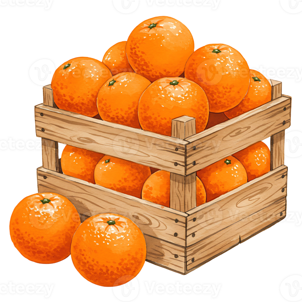 A Watercolor crate filled with many ripe oranges and two oranges sitting in front of the crate below it on transparent background png