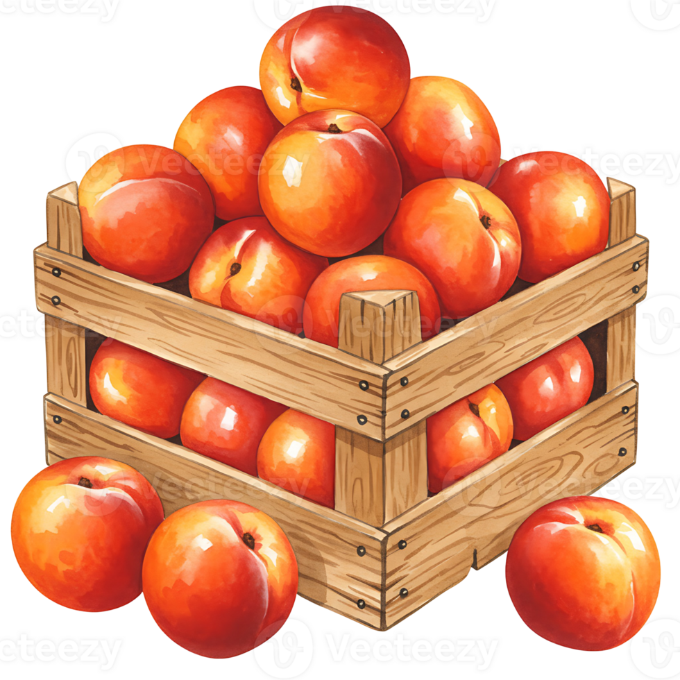 A Watercolor crate overflowing with ripe peaches and a couple of peaches placed beside the crate on transparent background png