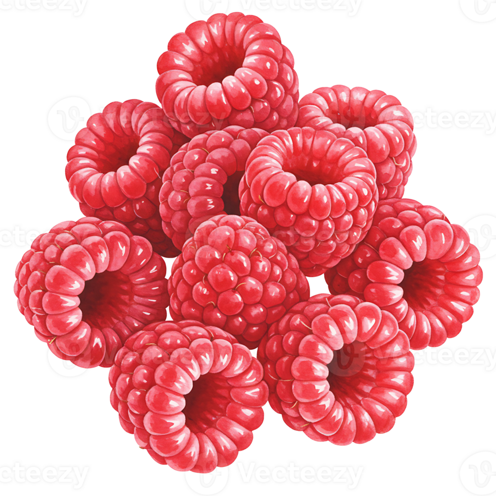 A vibrant pile of Watercolor raspberries stacked together against a plain contrasting backdrop image view on transparent background png