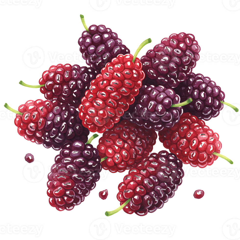 A cluster of mulberries in varying shades of red and purple with green stems on a plain backdrop on transparent background png