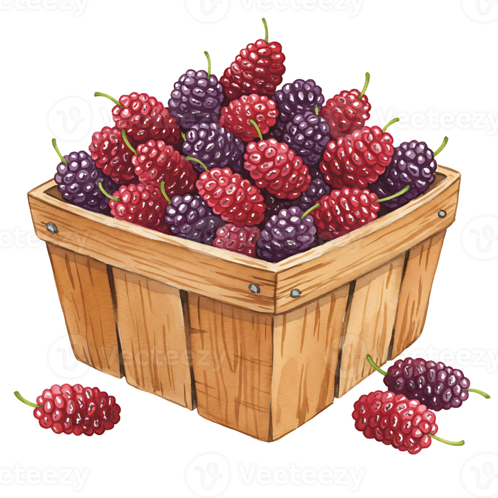 A Watercolor basket filled with red and purple mulberries with some berries near the basket edge present on transparent background png