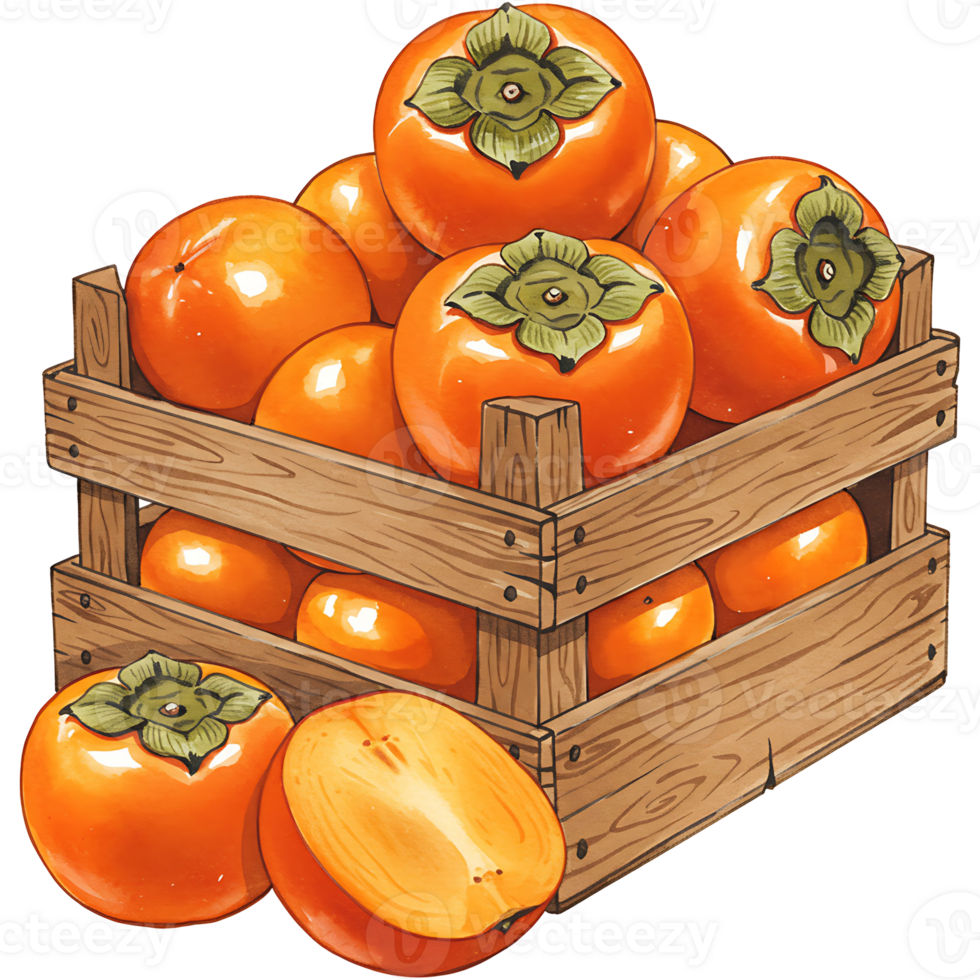 A Watercolor crate filled with a pile of ripe persimmons and one cut open on the side of the crate on transparent background png