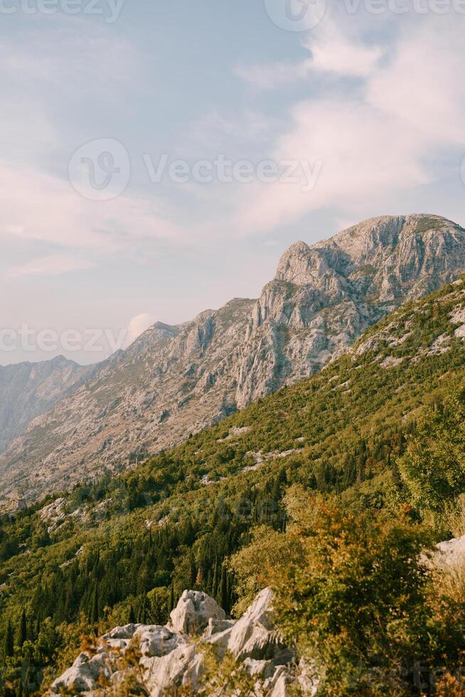 Green forest on the slopes of the rocky mountains photo