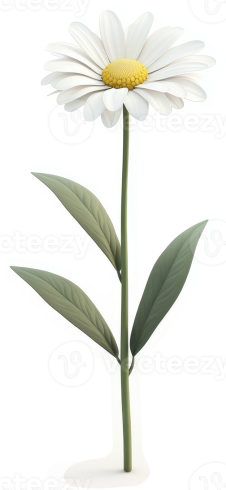 Graceful daisy with delicate leaves. png