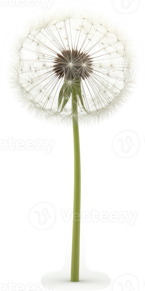 Detailed close-up of a dandelion seed head. png