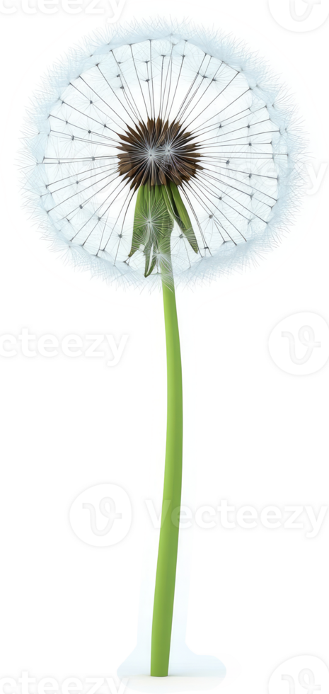 Delicate dandelion with fluffy seed head. png