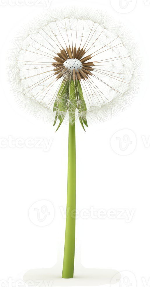 A detailed illustration of a dandelion in profile view. png