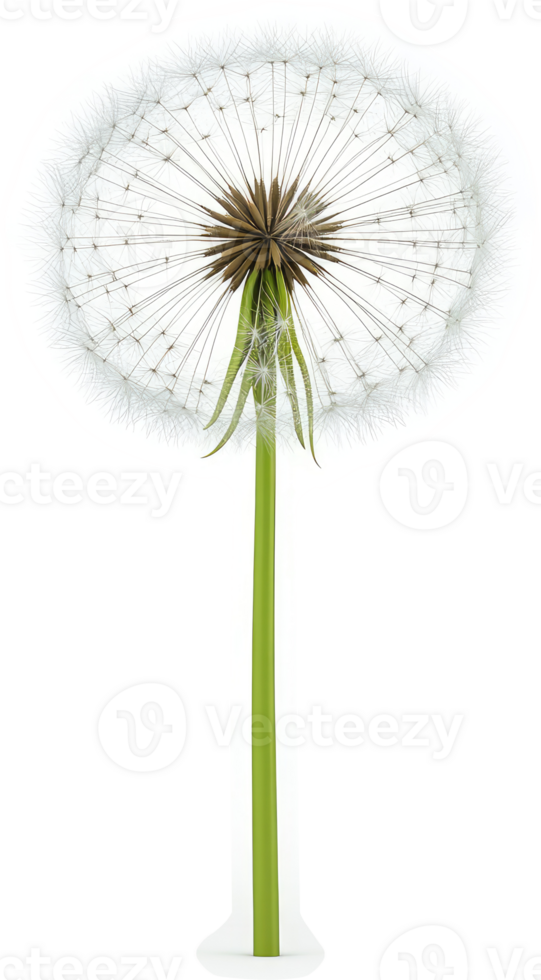 Close-up view of a dandelion seed head. png