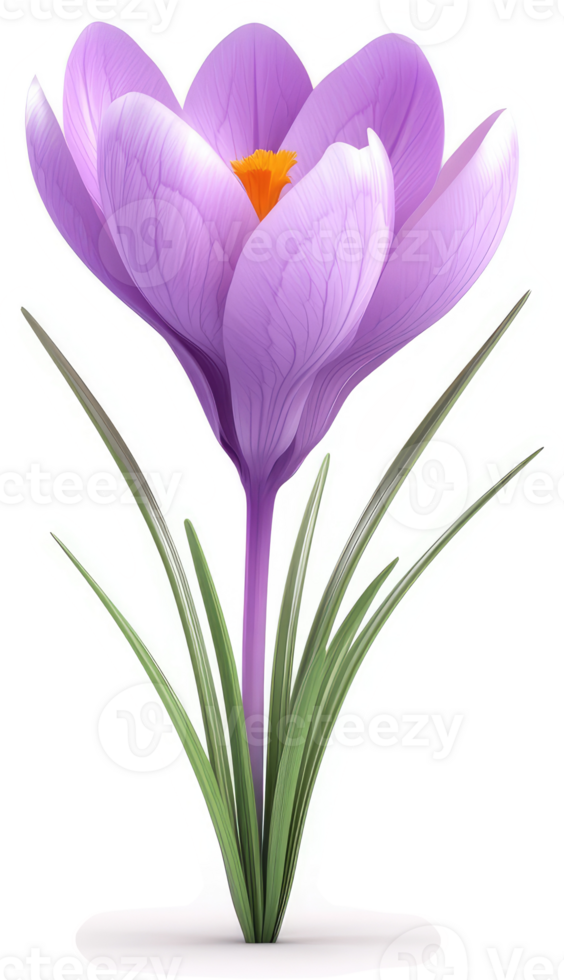 A vibrant purple crocus blossom stands tall. png