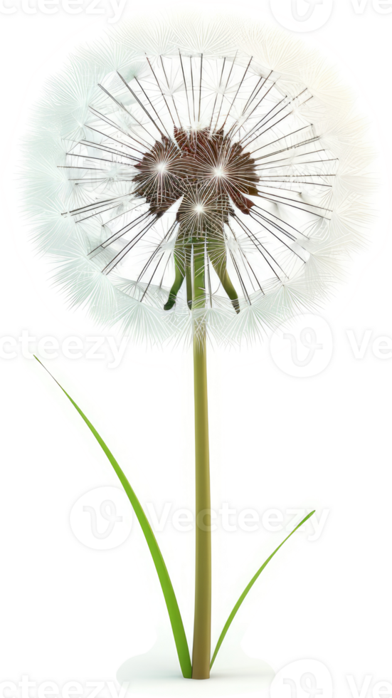 Detailed illustration of a dandelion with a central focus. png