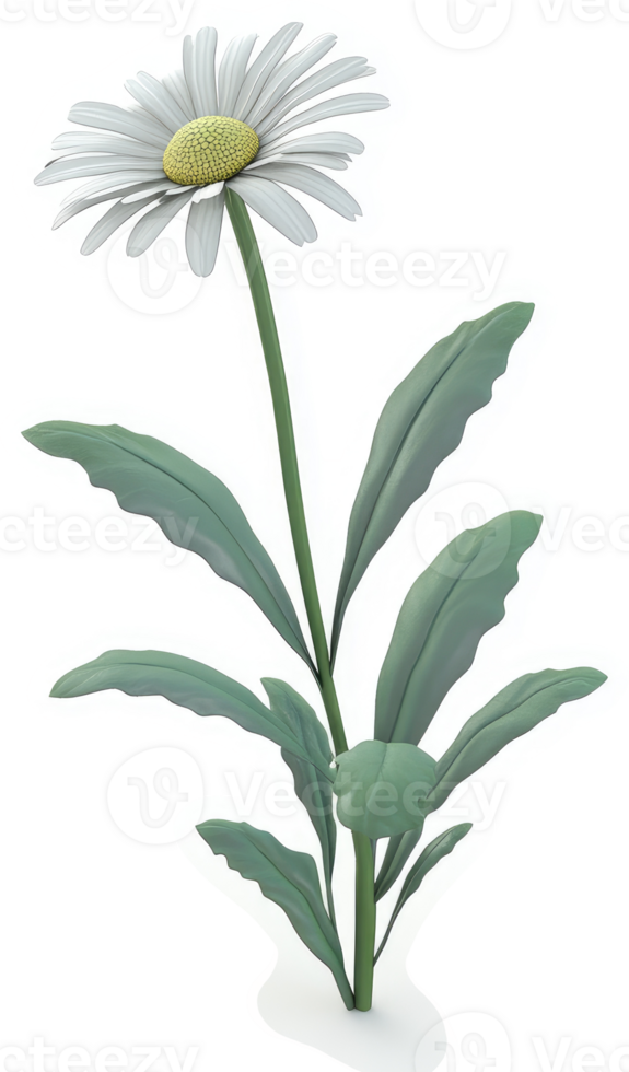 A single, elegant daisy with delicate leaves. png