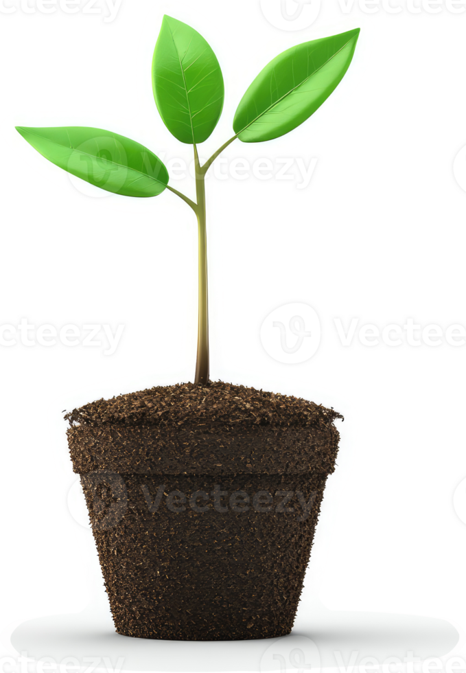 Freshly planted seedling in a small brown pot. png