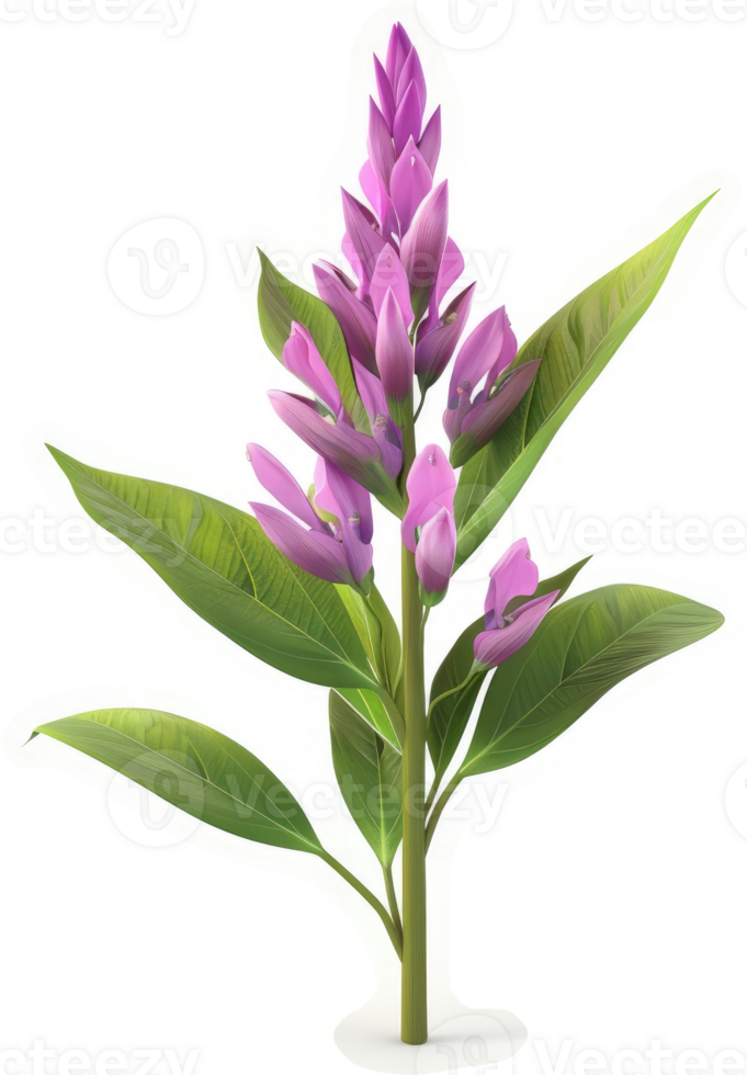 Purple flower stalk with elongated leaves. png