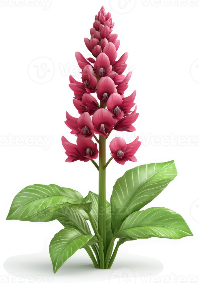 A vibrant magenta flower cluster stands tall with lush foliage. png