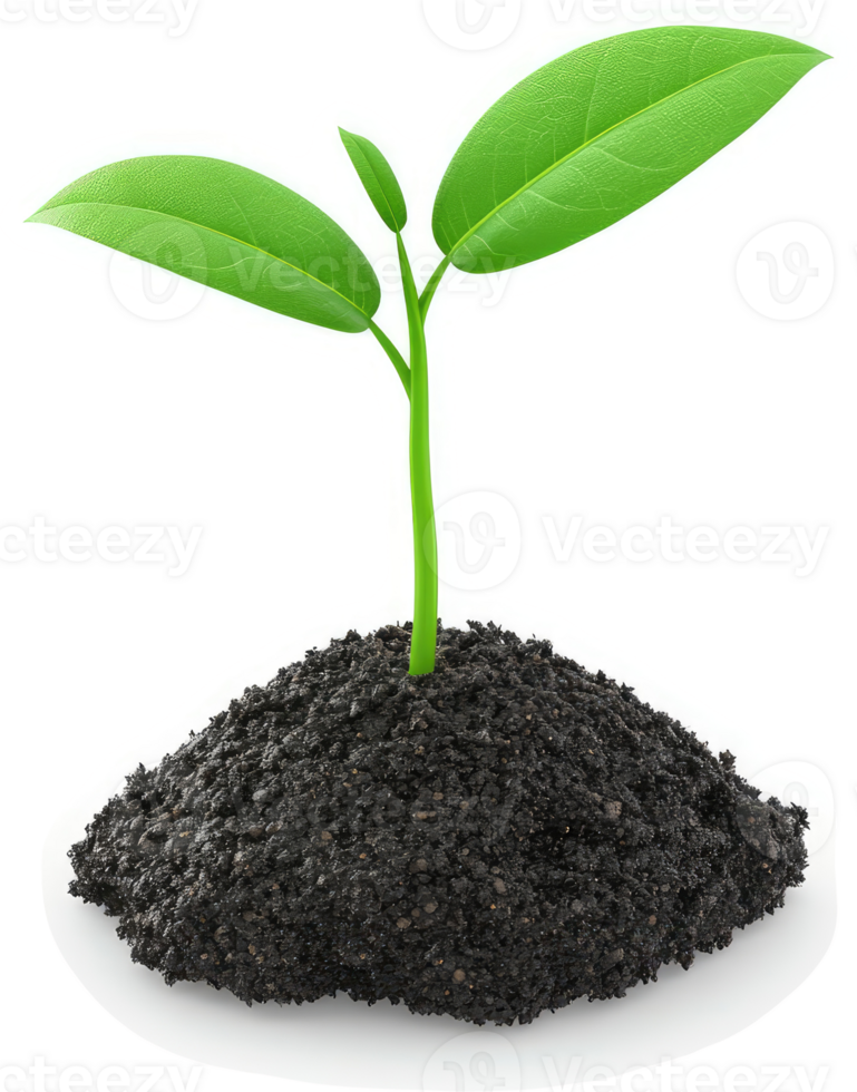 A young sprout emerging from fertile soil. png