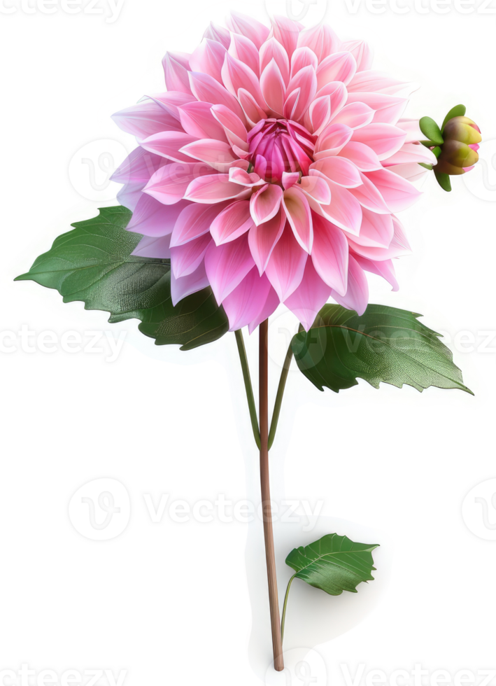 Delicate pink dahlia blossom with lush foliage. png