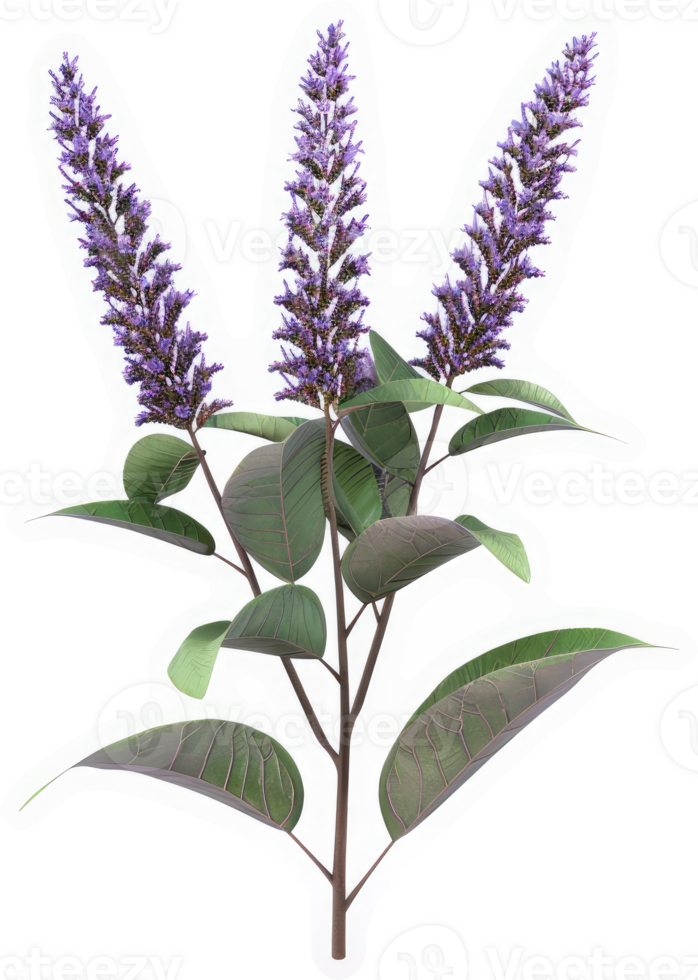 Purple flower cluster on a leafy stem. png