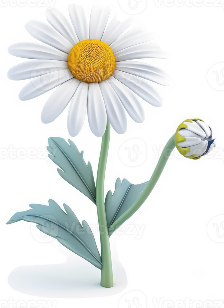 Detailed illustration of a daisy flower and a developing bud. png