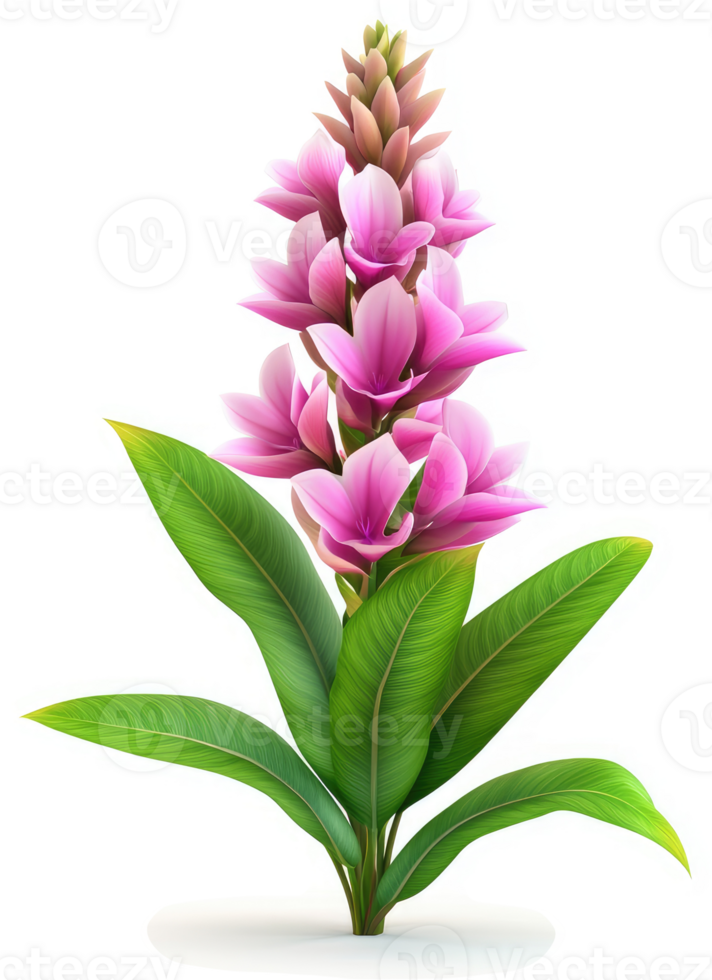 Vibrant pink ginger flower with lush green leaves. png