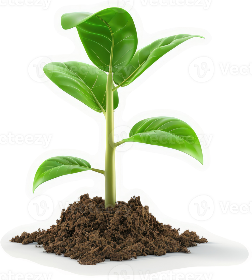 Freshly sprouted plant emerging from soil. png