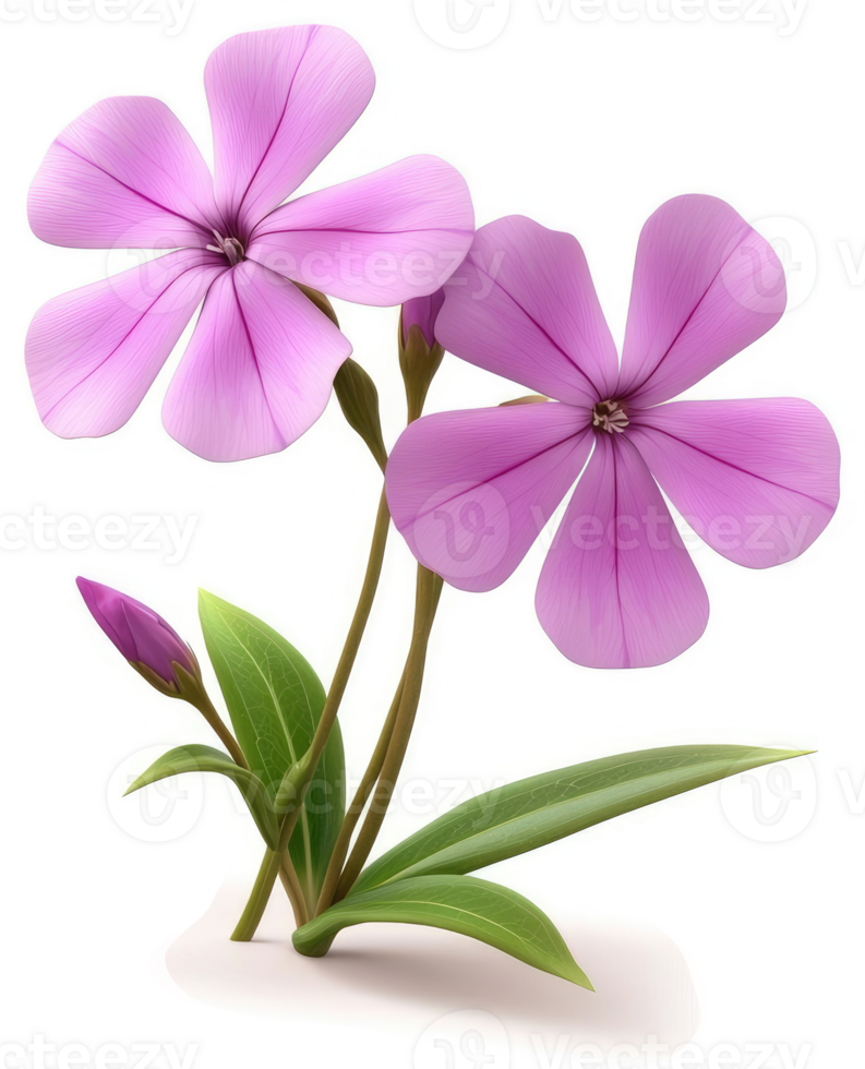 Two vibrant, light purple flowers with green foliage. png