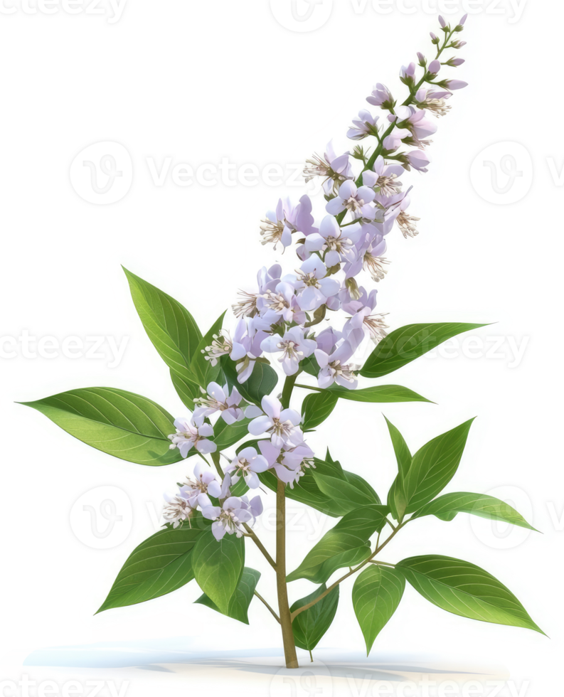 Light purple flowering plant with elongated clusters. png
