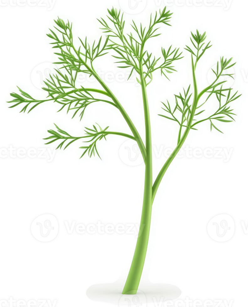 Fresh dill plant sprig illustration. png