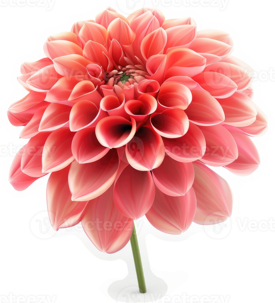 Close-up of a vibrant coral dahlia. png