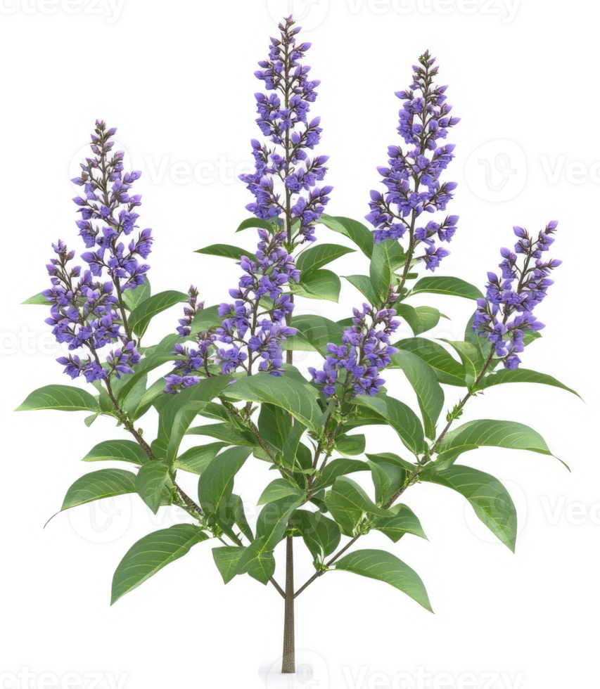 Vibrant purple flowering shrub with lush foliage. png