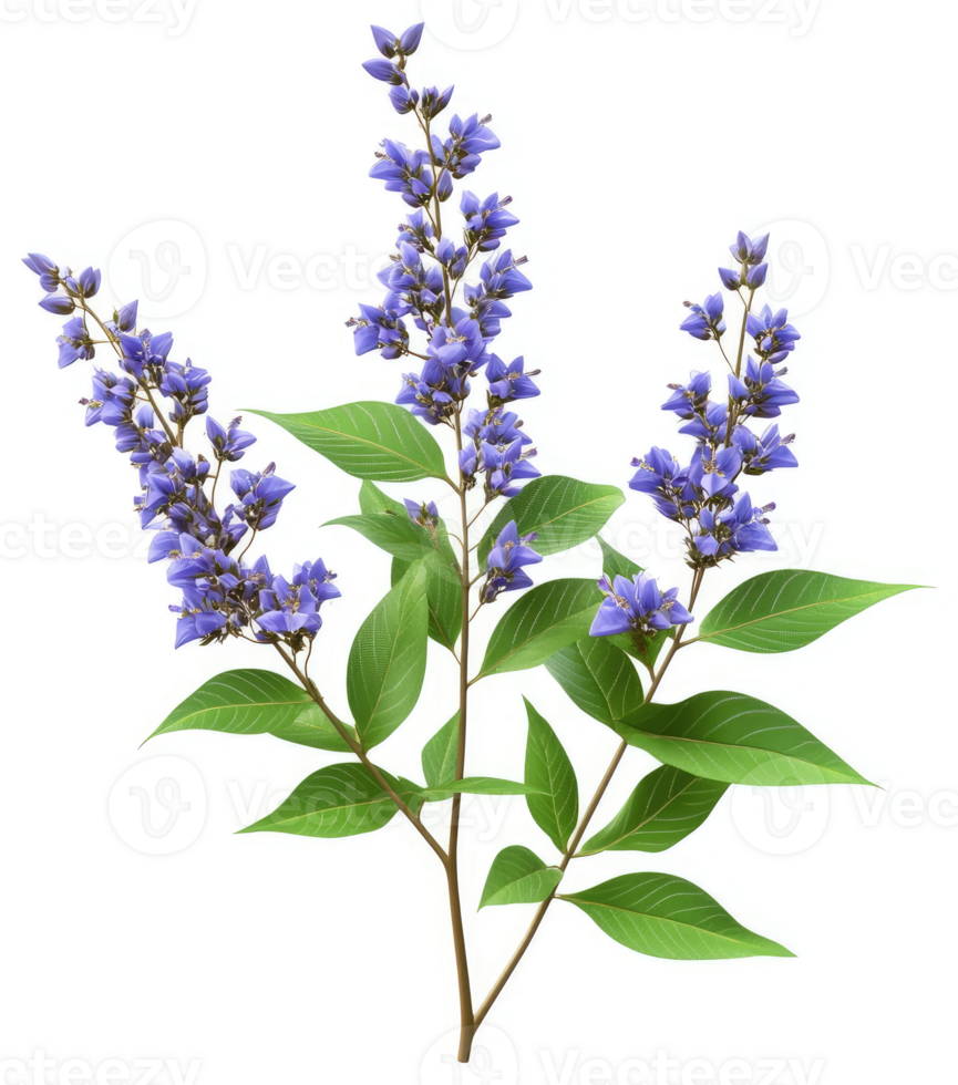 Close-up of a cluster of vibrant purple flowers. png