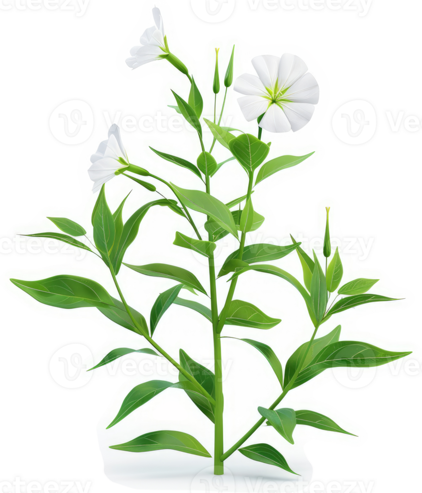 White flowers and foliage of a small plant. png