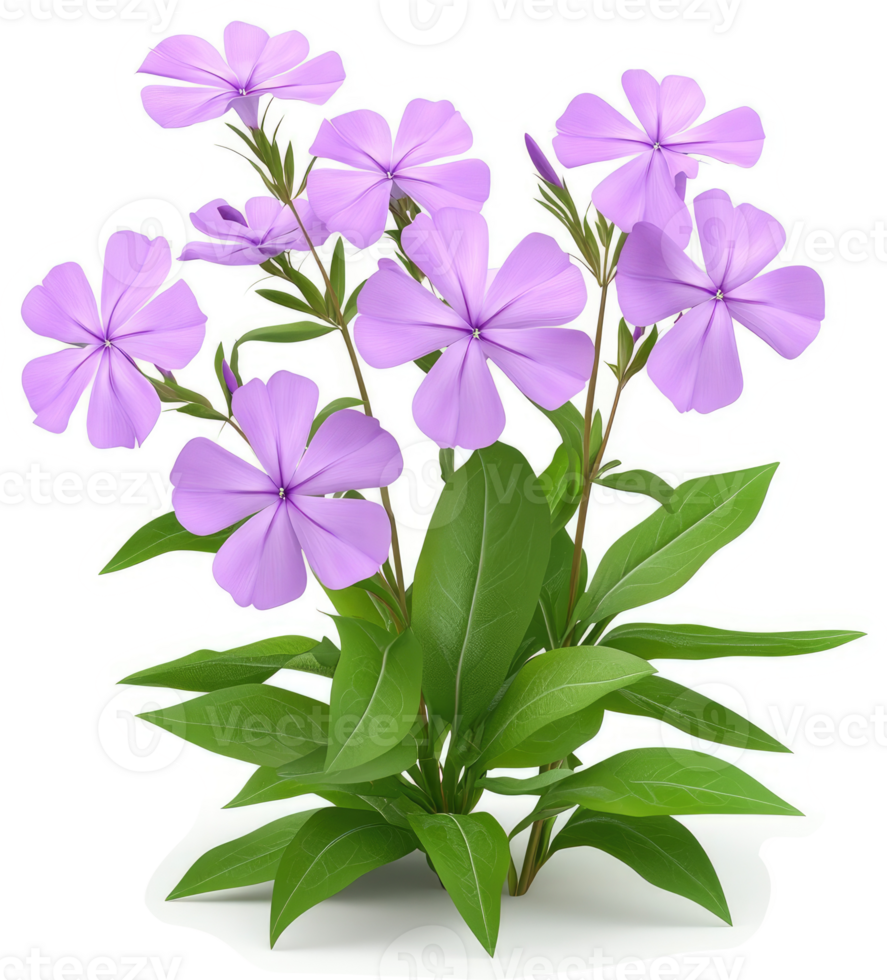 Lilac phlox blossoms and foliage cluster. png