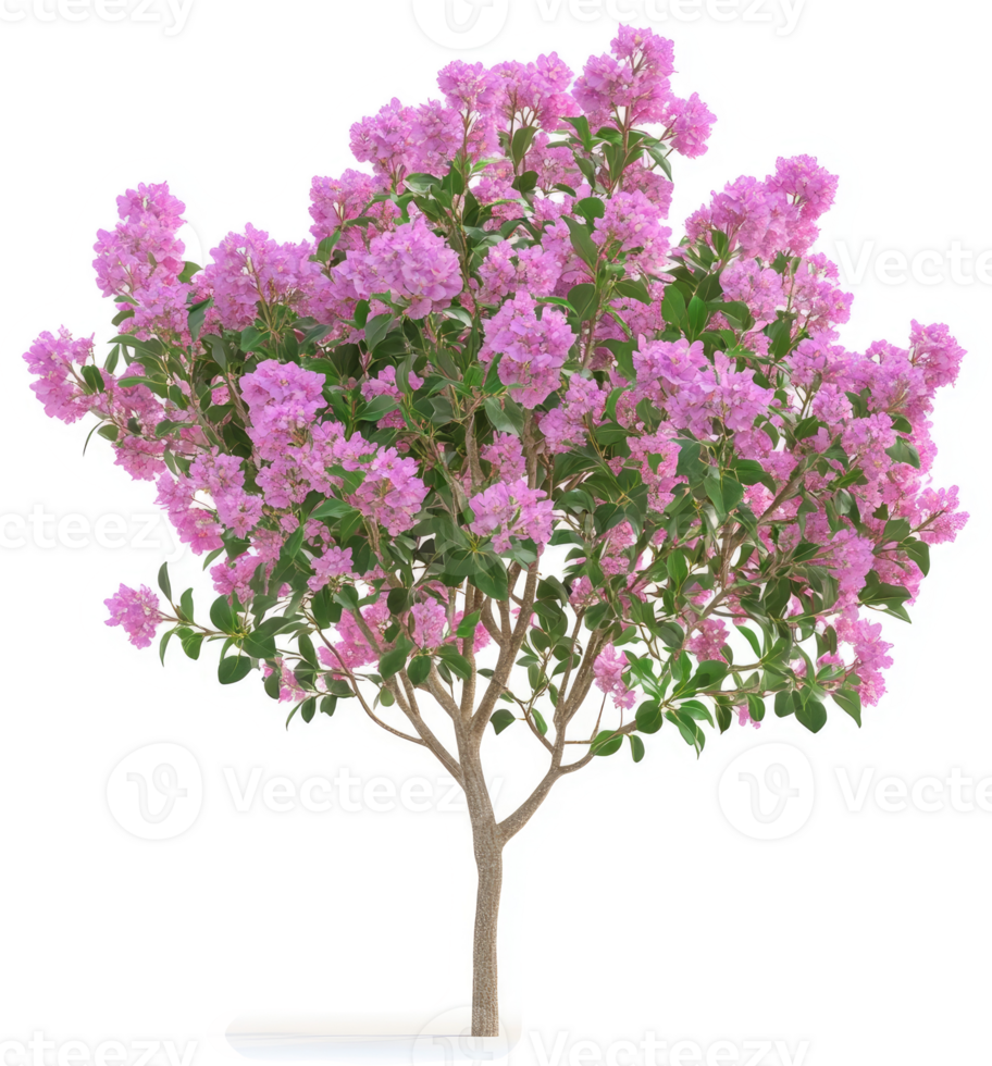 Lush pink crape myrtle shrub with abundant blossoms. png