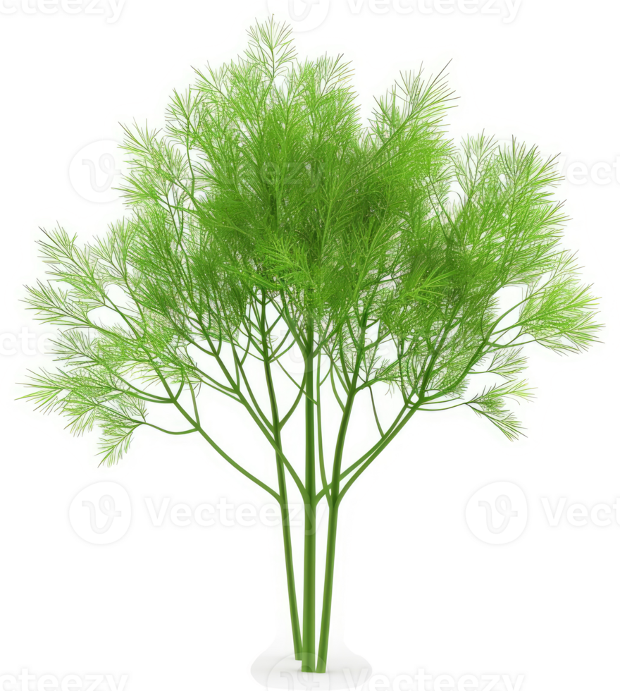 Lush green dill plant, vibrant and healthy. png