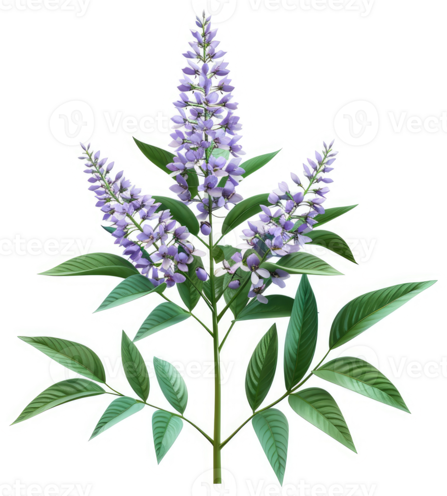 Vibrant purple flowers and lush green leaves of a flowering plant. png