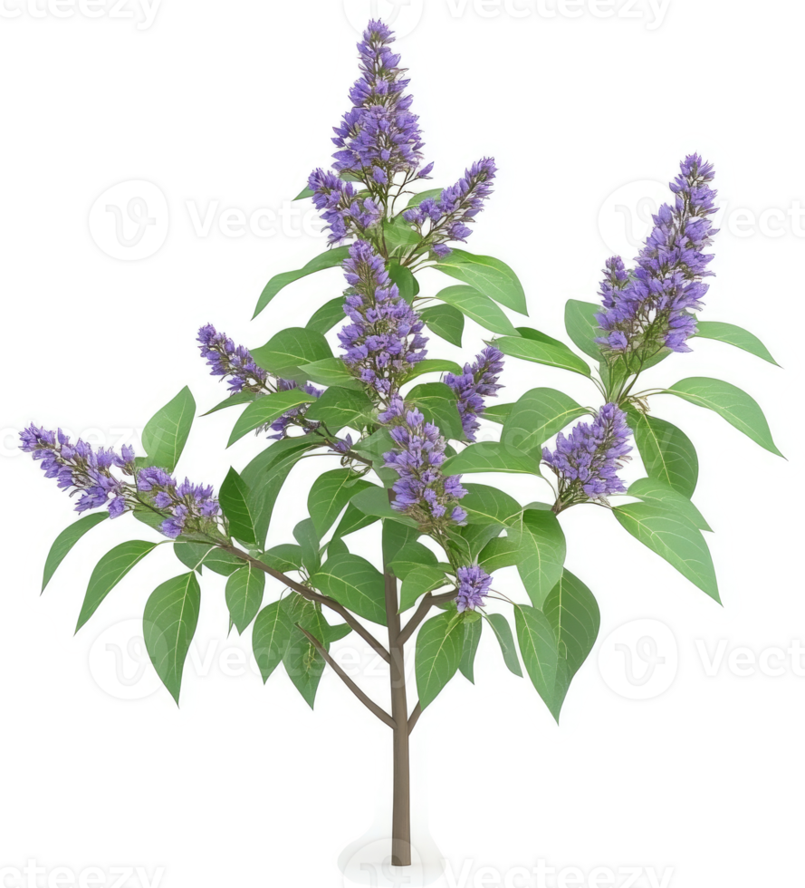 Purple flowering shrub with delicate foliage. png