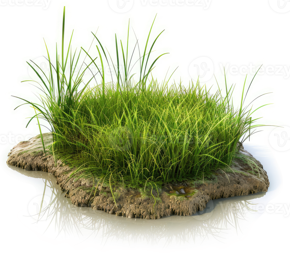 Lush green grass patch growing in a muddy, moist soil patch. png