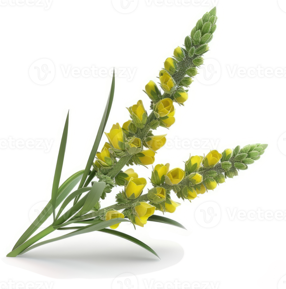 Bright yellow flowers with lanceolate leaves. png