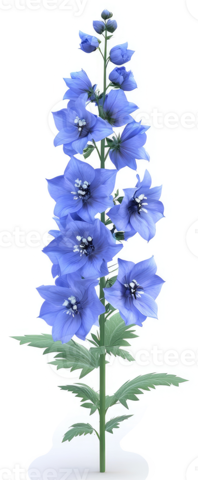 A lovely, light-blue delphinium flower. png
