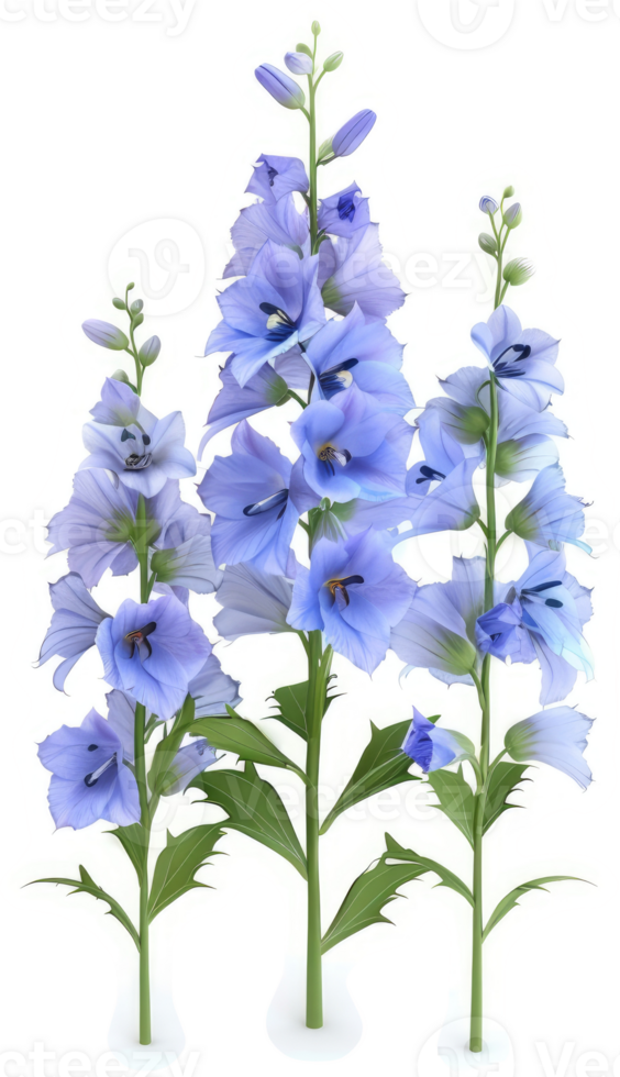 Three light purple flower stalks with delicate blossoms. png