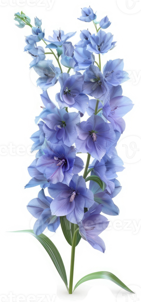 Delicate light blue delphiniums in a vibrant floral arrangement. png