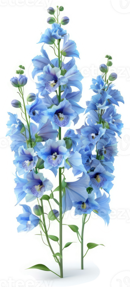 Light blue delphiniums in full bloom. png